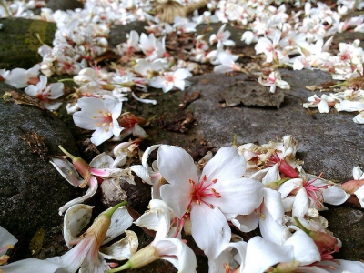 花蓮景點-楓林步道