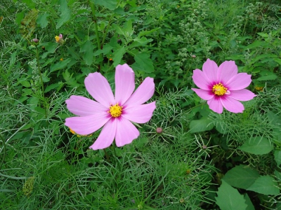 花蓮景點-波斯菊